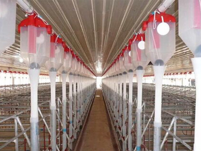 豬舍自動(dòng)料線 豬舍自動(dòng)料線